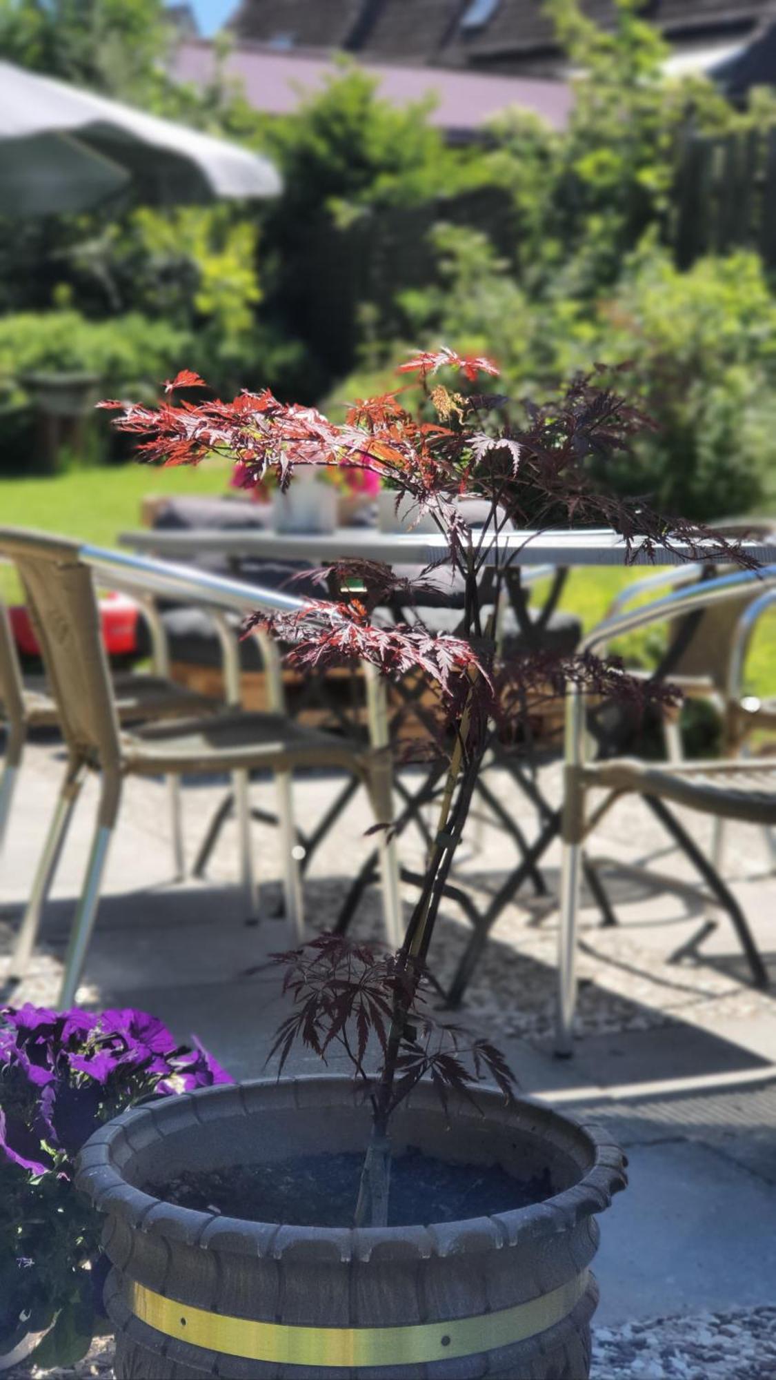 Hotel Schneiderhof Braunlage Luaran gambar